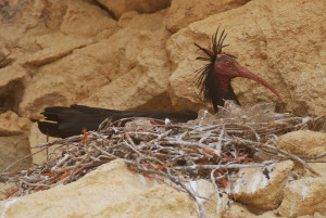 ibis eremita ja