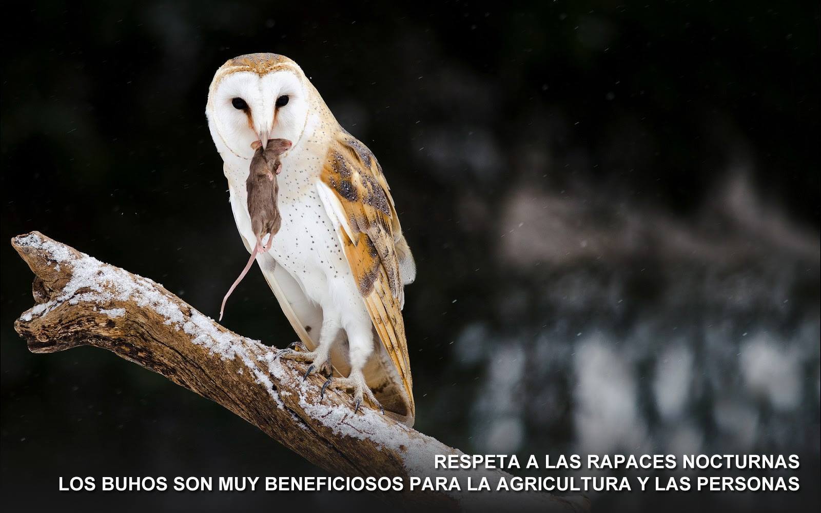 Foto Ornitológica 05