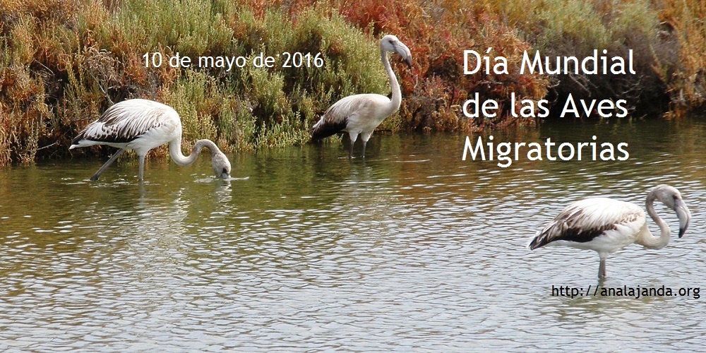 Día Mundial de las Aves Migratorias 2016 - copia
